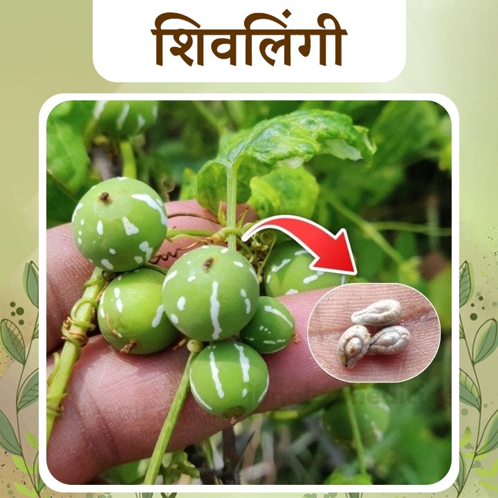 Shivlingi